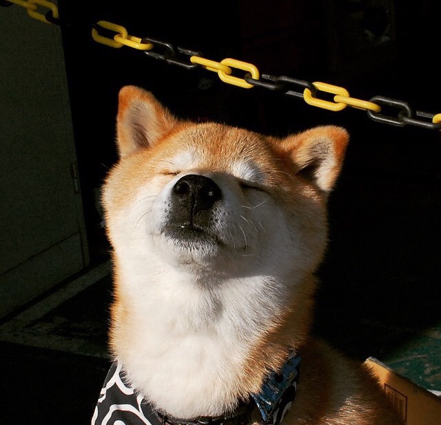 德国骑手拉里萨·保利斯在2024年巴黎奥运会盛装舞步比赛中获得第七名，展现出色表现。