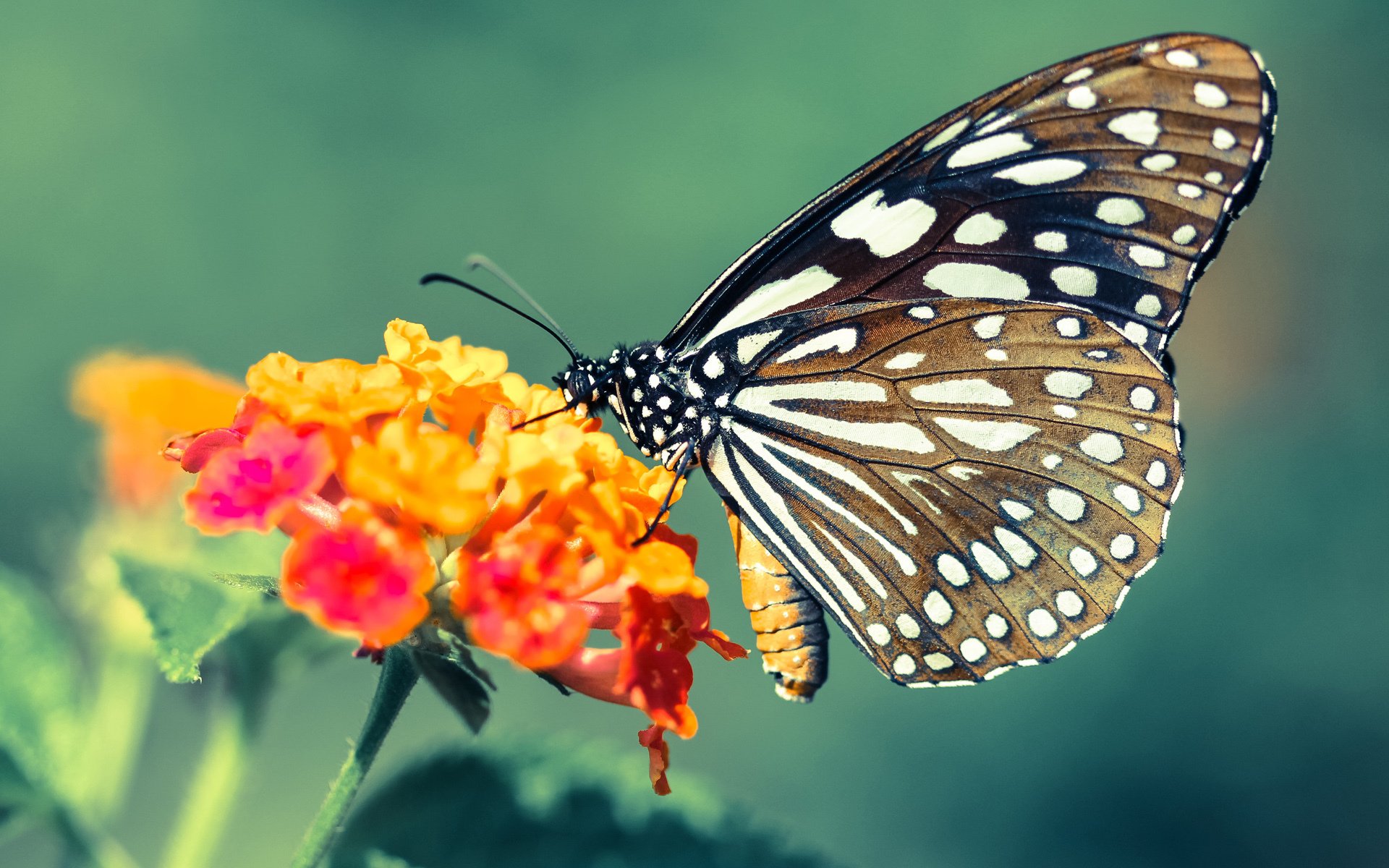 东契奇带领独行侠全力冲刺季后赛,东契奇36+9+11!独行侠拔刺