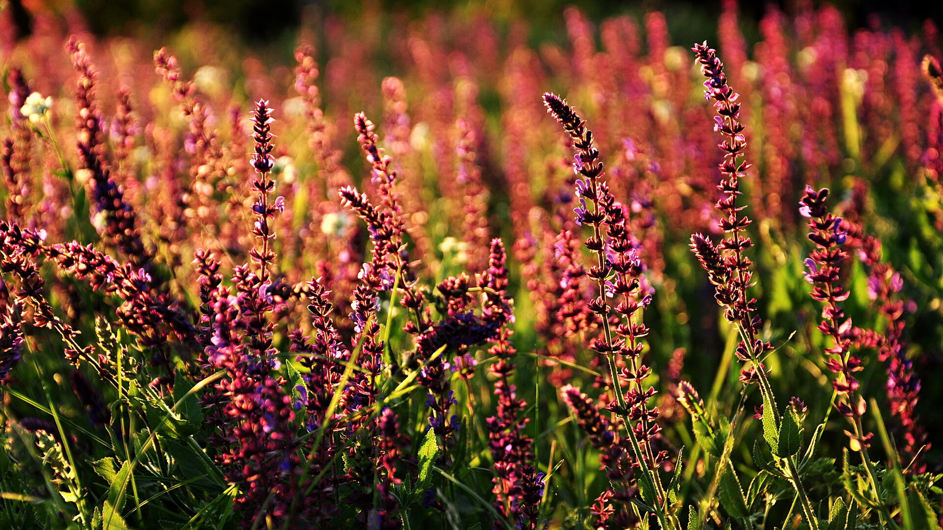 开云·体育官网-墨西哥男足在巴黎奥运会上展现出强大的团队协作能力，奥运会男足墨西哥vs巴西